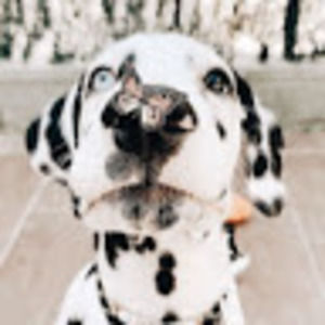 Meet your Posher, Lily